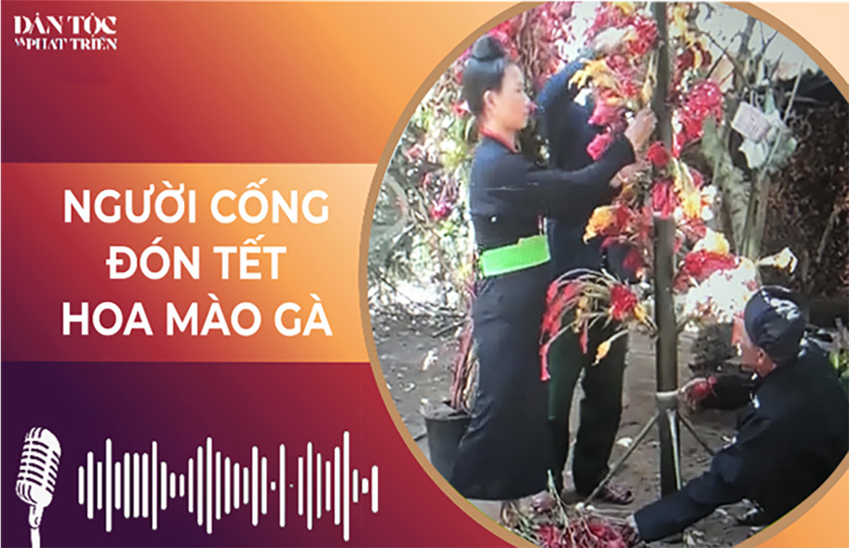 [Podcast] Người Cống đón Tết hoa mào gà 