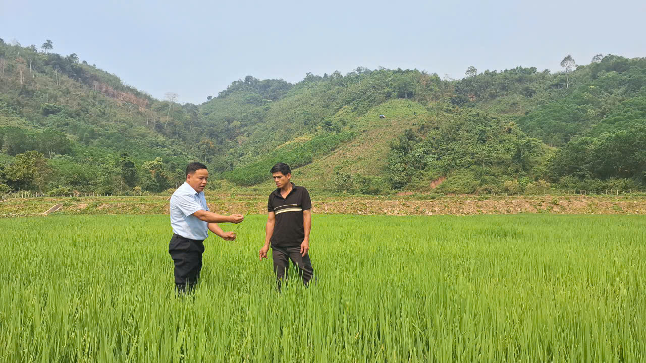 Đưa cây lúa nước lên vùng núi đá vôi Thượng Trạch 