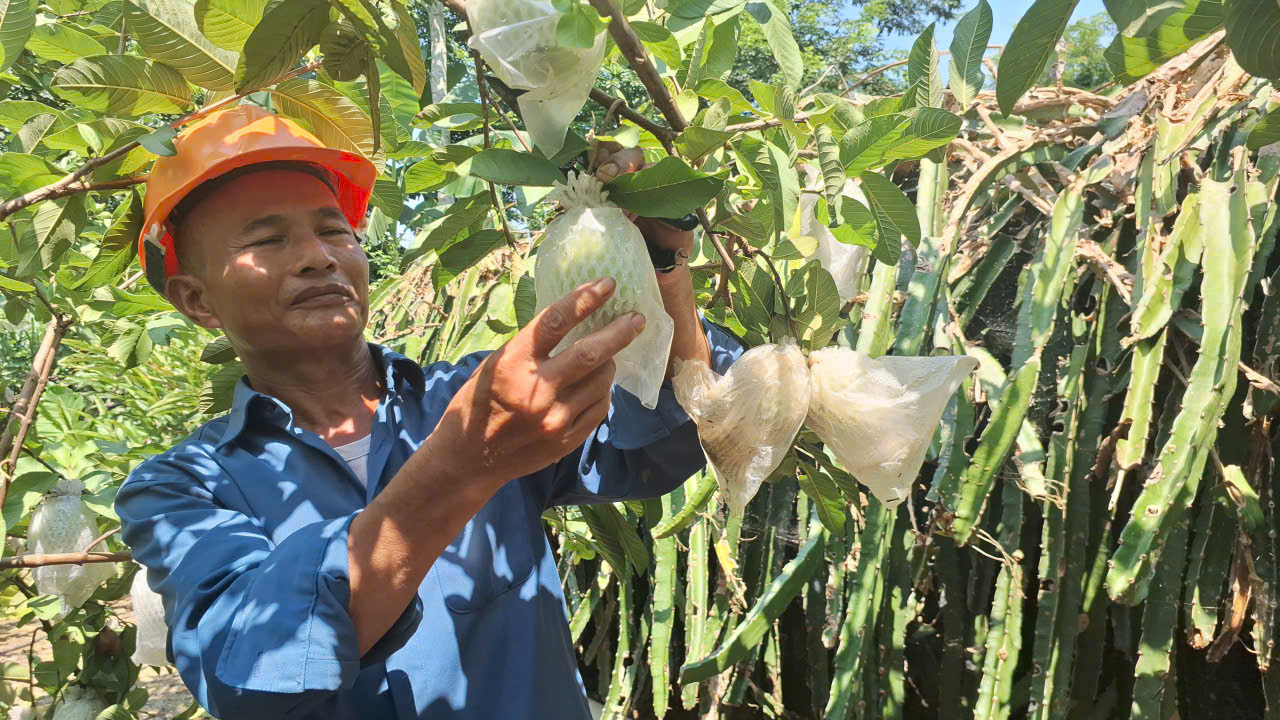 Người nông dân biến đồi hoang thành vườn kiểu mẫu, thu hơn 1 tỷ đồng mỗi năm 