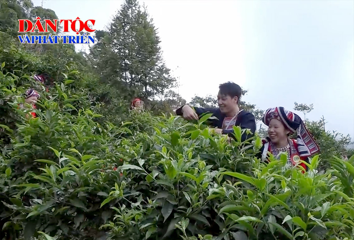 [Video] Cuộc thi hái chè Bàn tay vàng trên miền di sản 