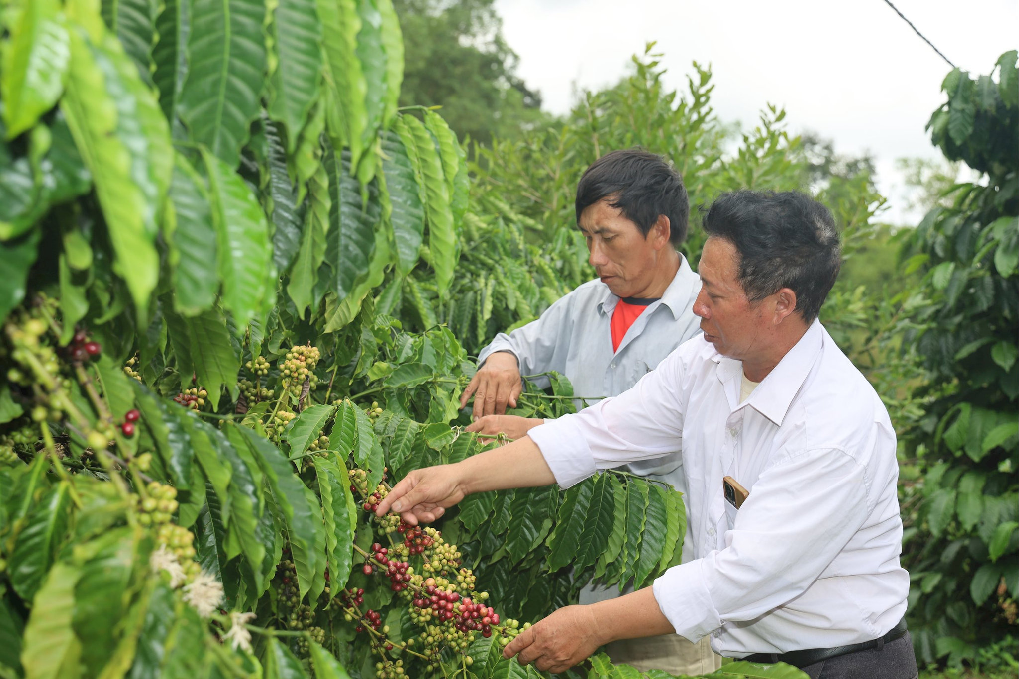 Dấu chân Người có uy tín Giàng A Lỳ ở Đắk Snao 