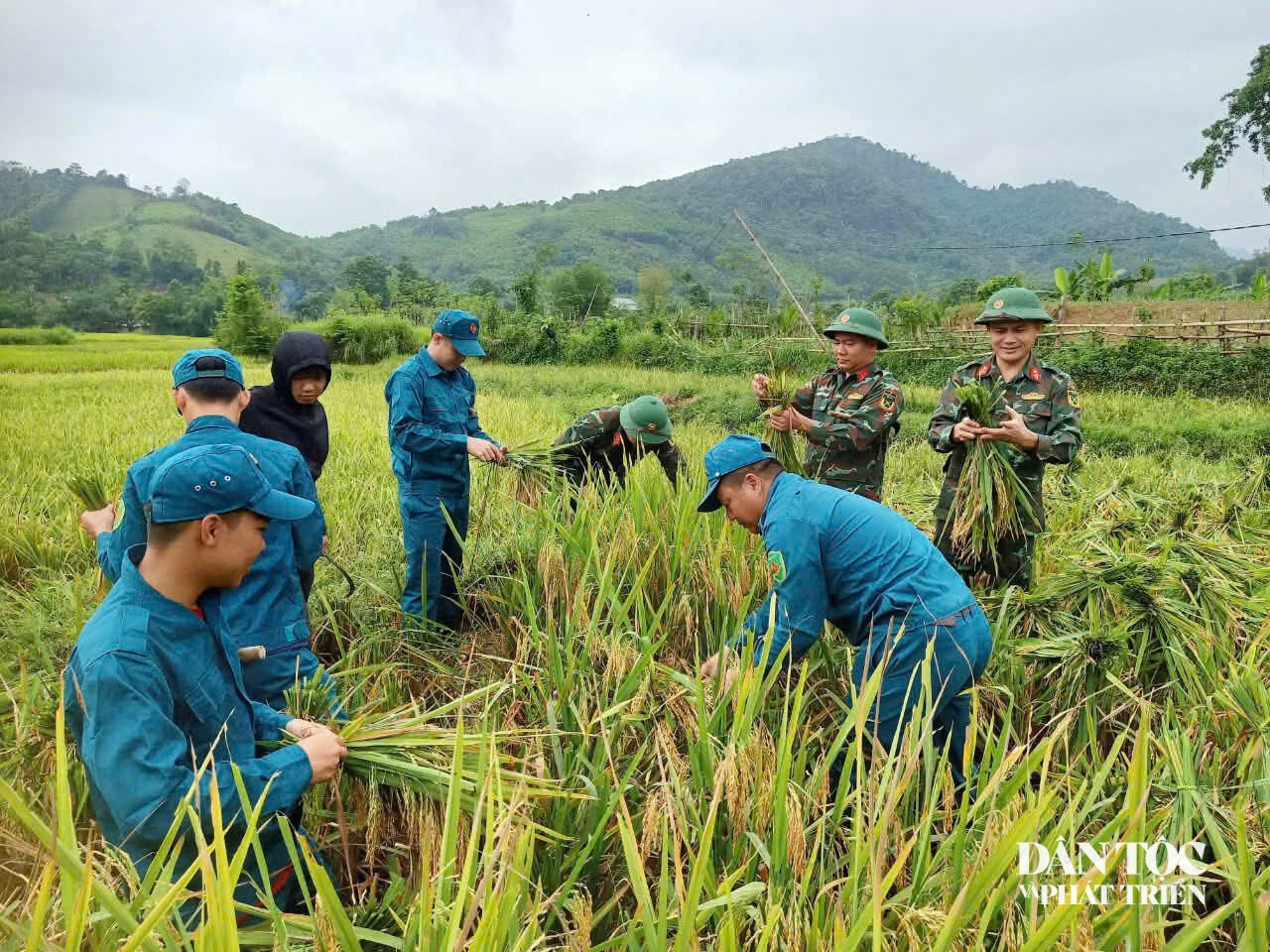 Gặt lúa xã Tiền Phong