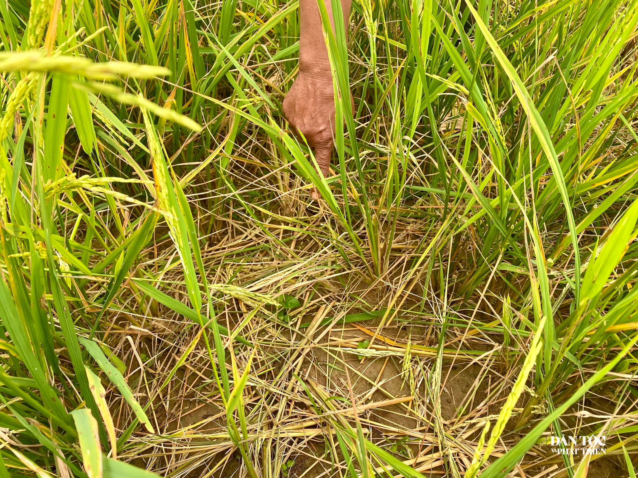 chuột phá hoại