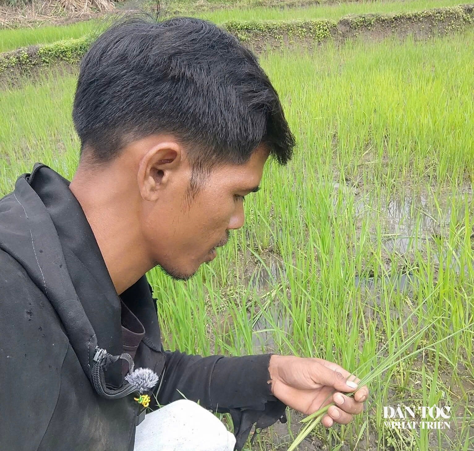 chuột về đồng