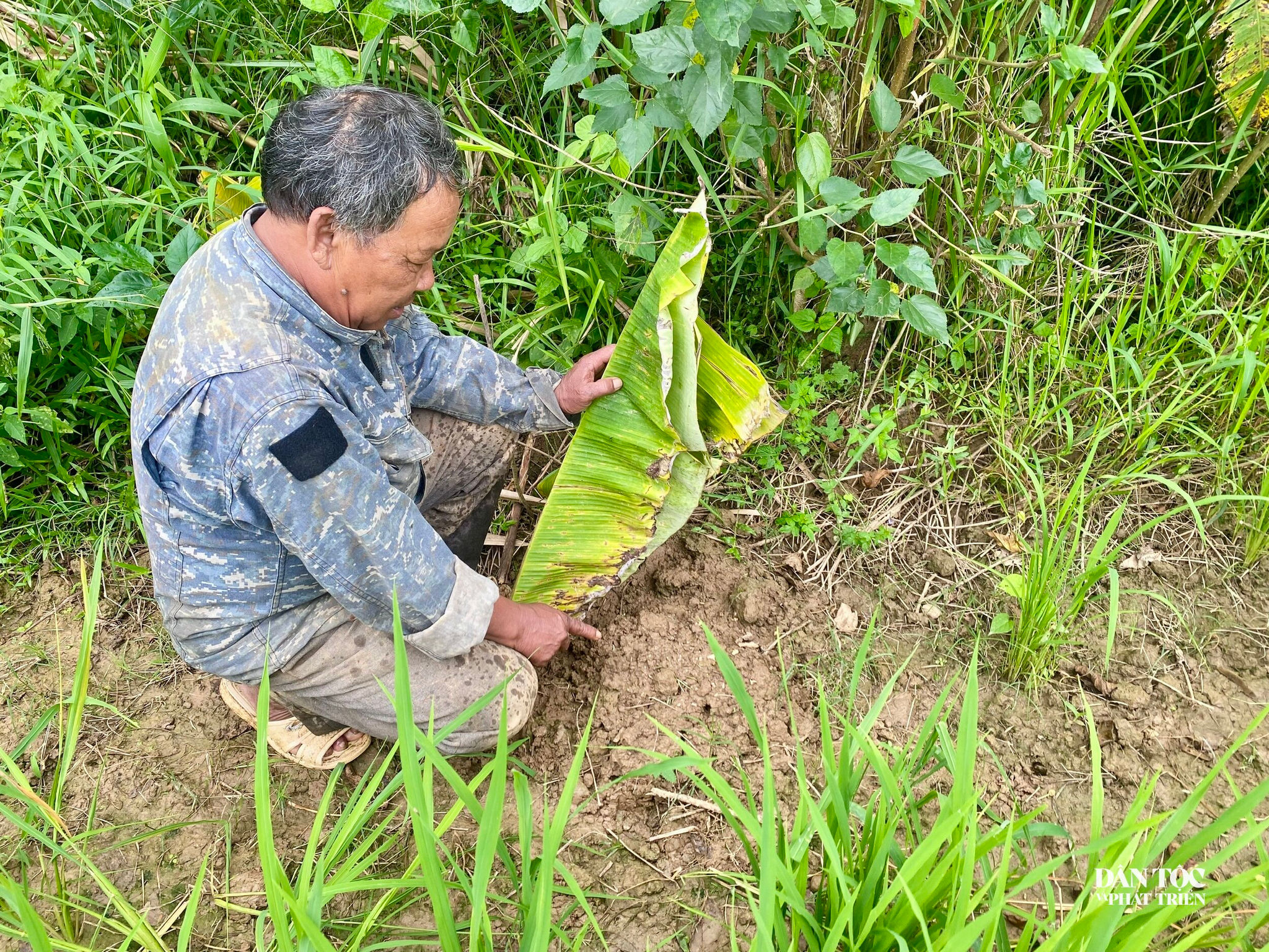 đặt bẫy chuột