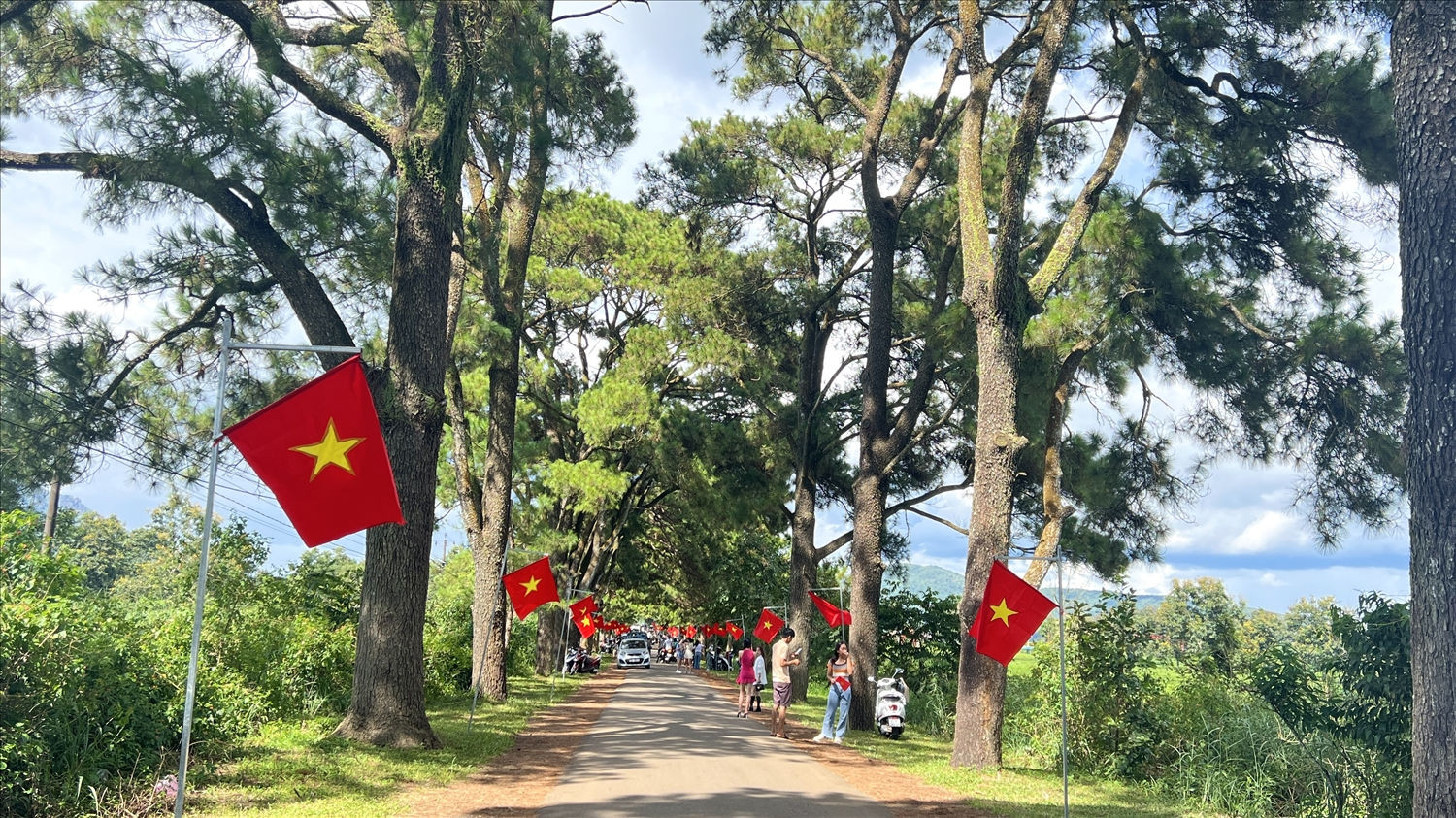 hàng thông trăm tuổi thu hút hàng ngàn lượt khách du lịch