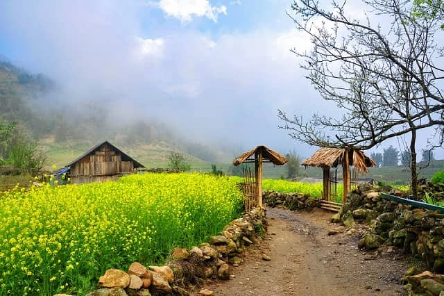 Sắc hoa cải vàng nổi bật giữa không gian núi rừng Sa Pa. pystravel.vn