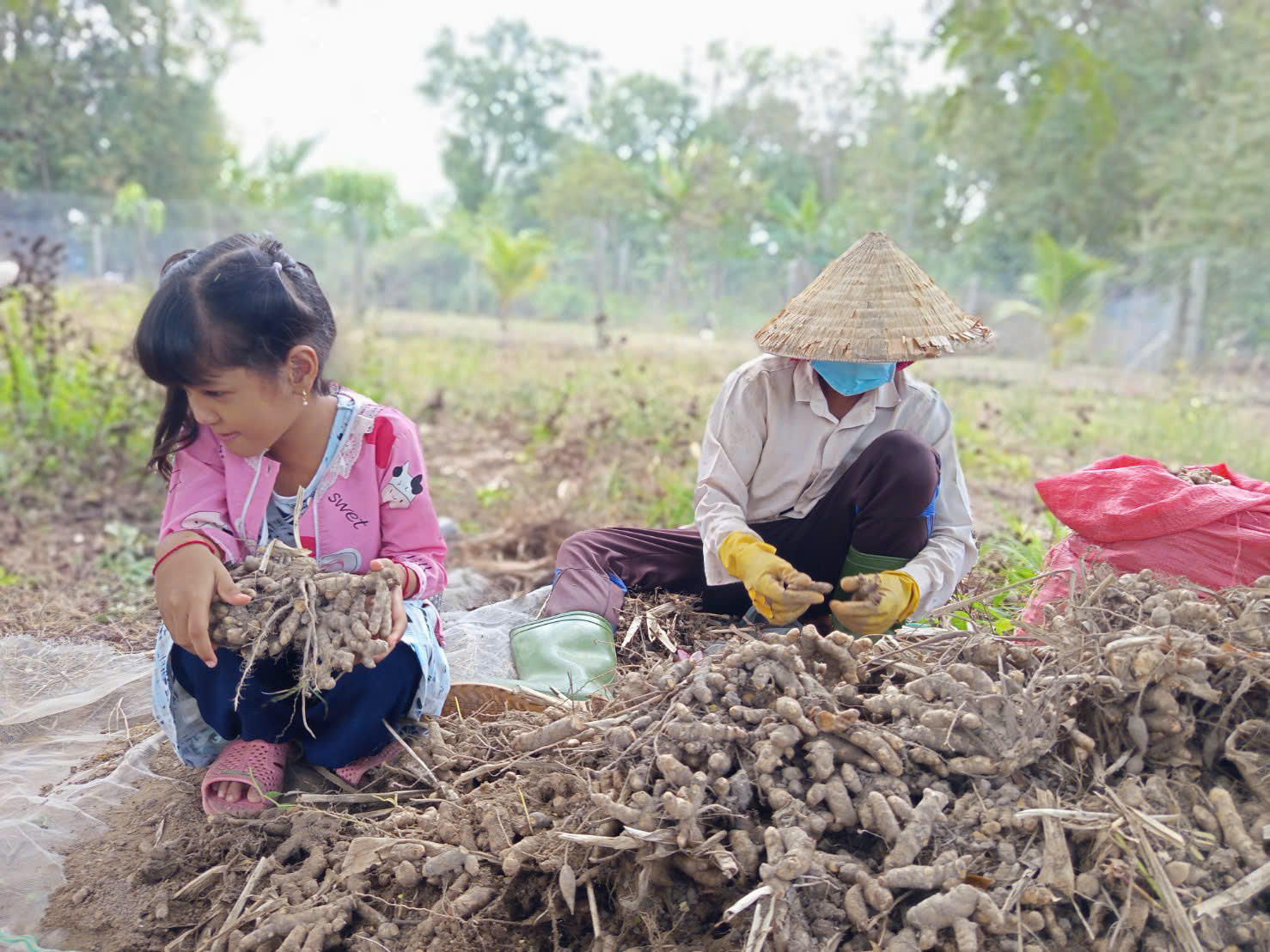 Hiện nay, gia đình chị Đa Ni chủ động hoàn toàn nguồn nguyên liệu nghệ trắng trong sản xuất.