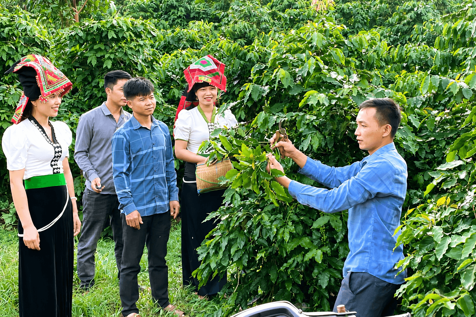 Sơn La chuẩn bị ngày hội tôn vinh cà phê Arabica 