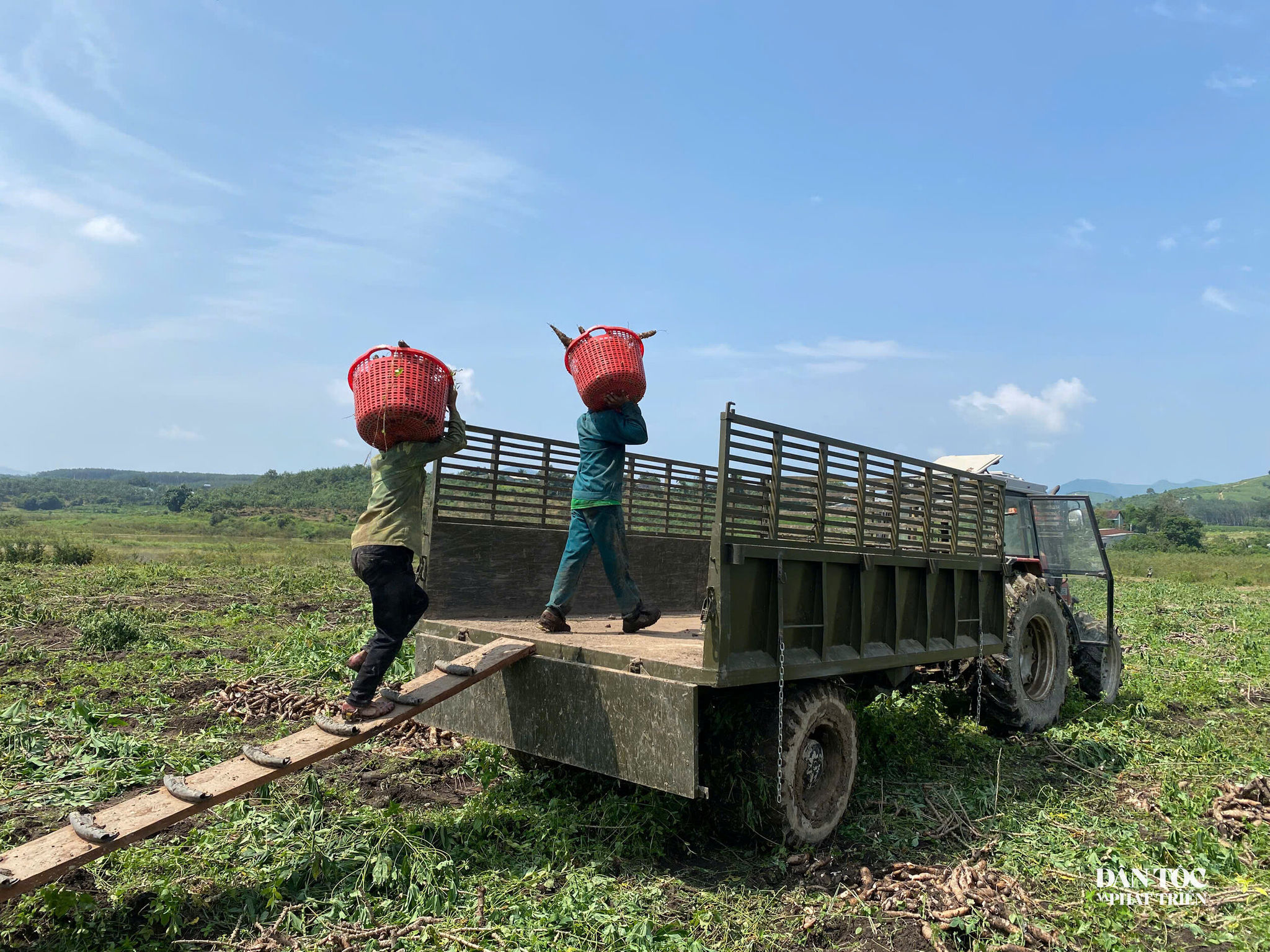 sắn 3