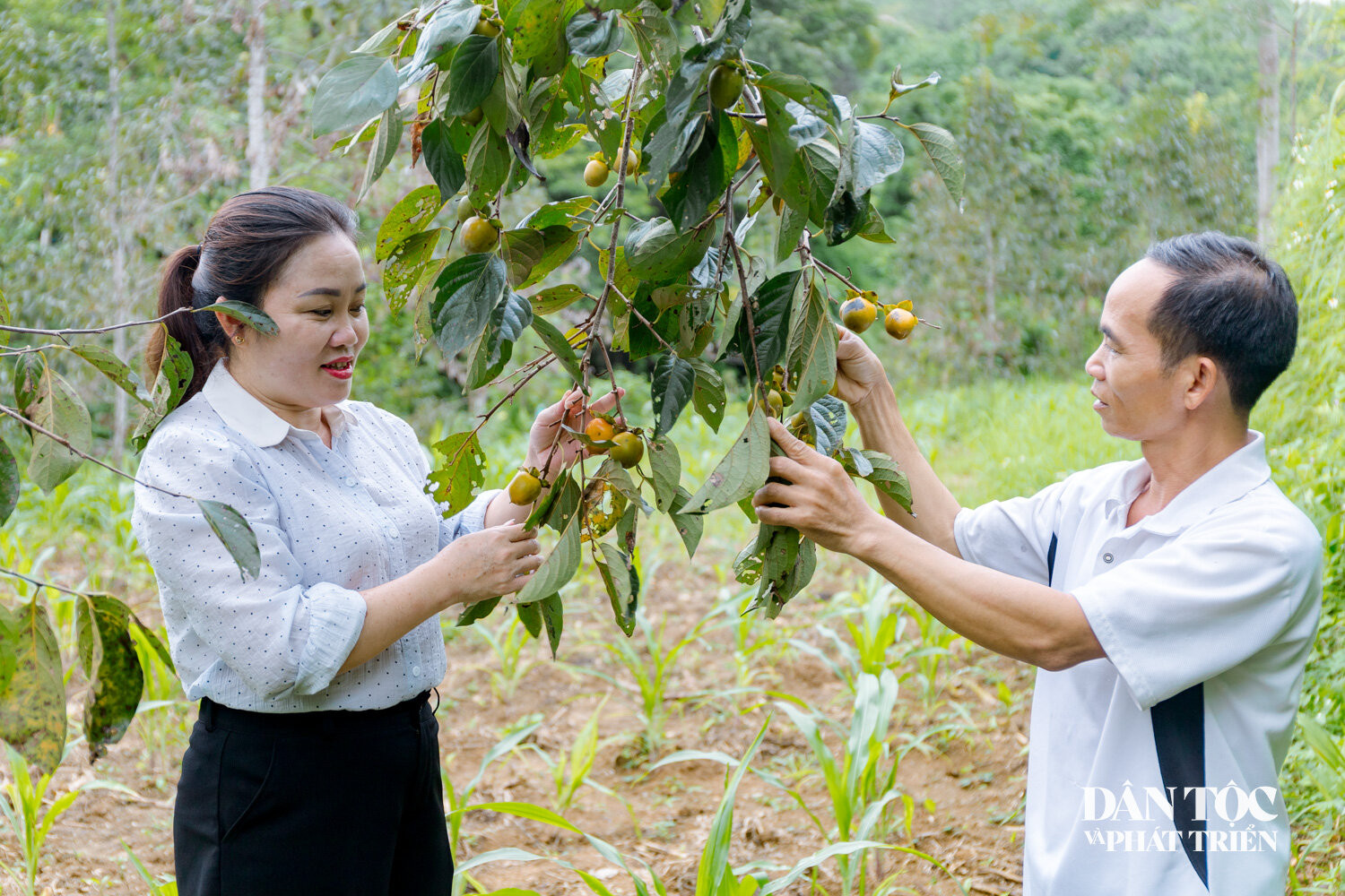 Tuyên Quang