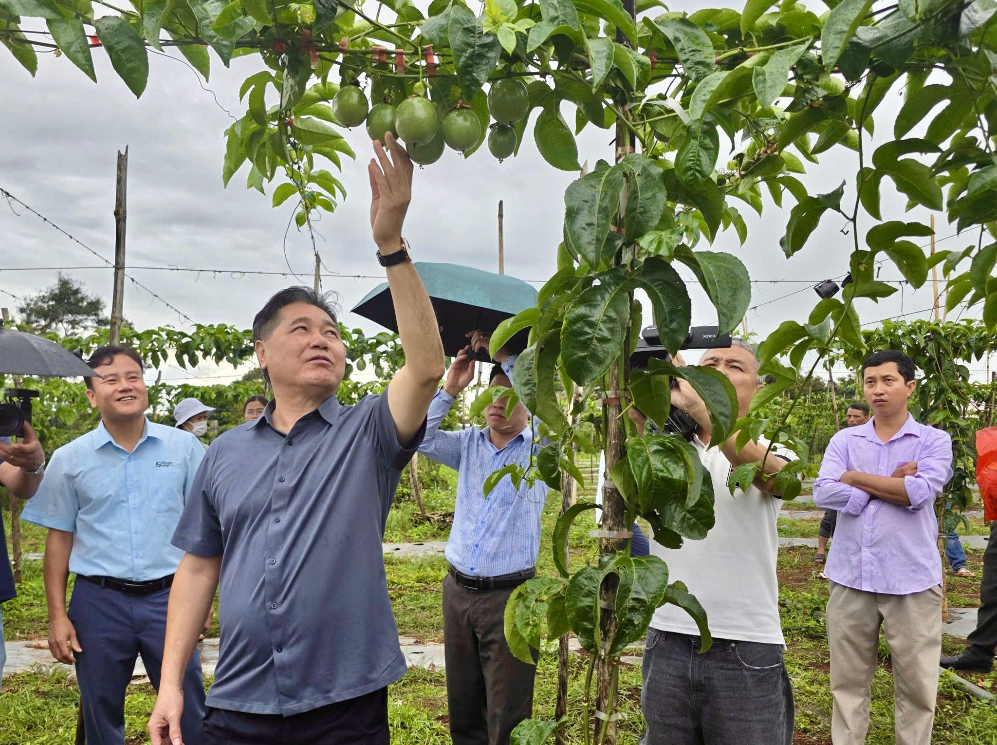 Các đại biểu tham quan mô hình trồng chanh dây của Công ty Cổ phần Tập đoàn Nafoods. Ảnh: Ngọc Thu