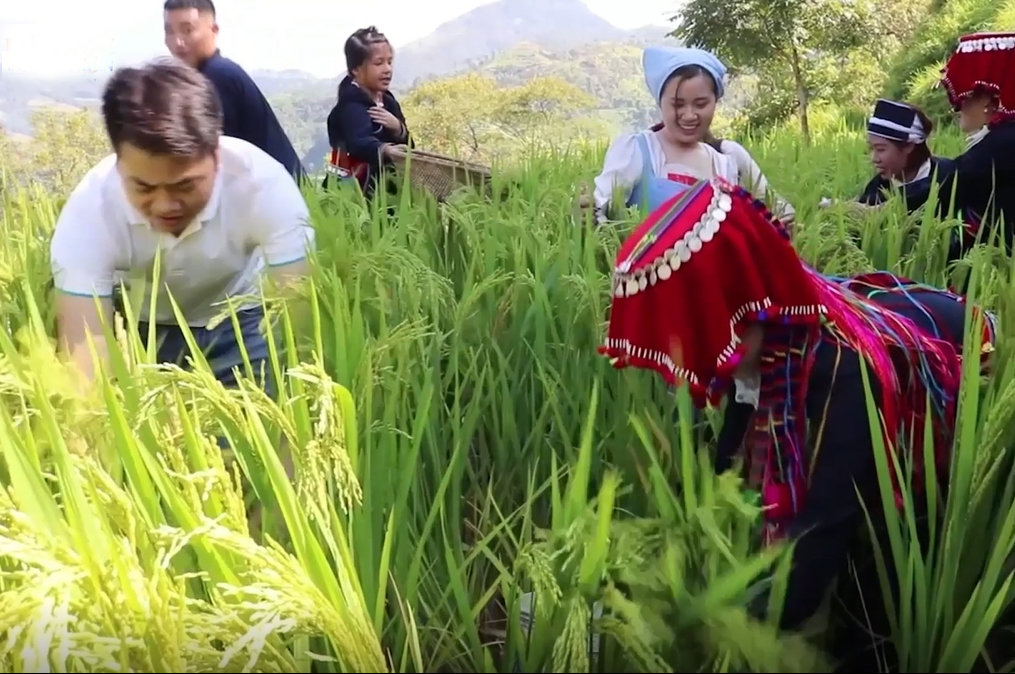 [Video] Trải nghiệm thu hoạch cá chép trên ruộng bậc thang ở Tuyên Quang 