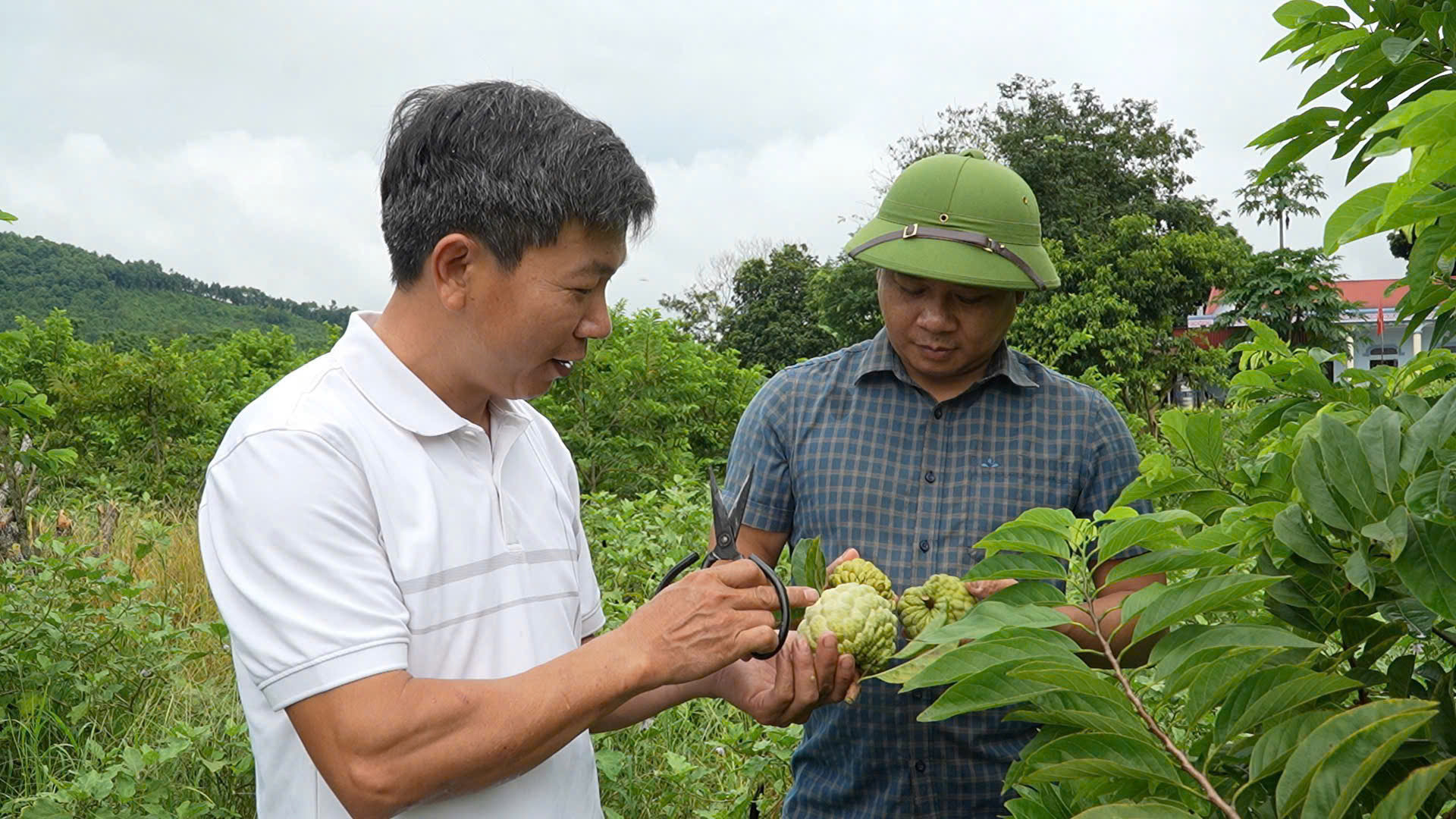 Cán bộ nông nghiệp Trung tâm Dịch vụ tổng hợp xã kiểm tra mô hình trồng na hiệu quả kinh tế cao tại thôn Quyết Tâm.