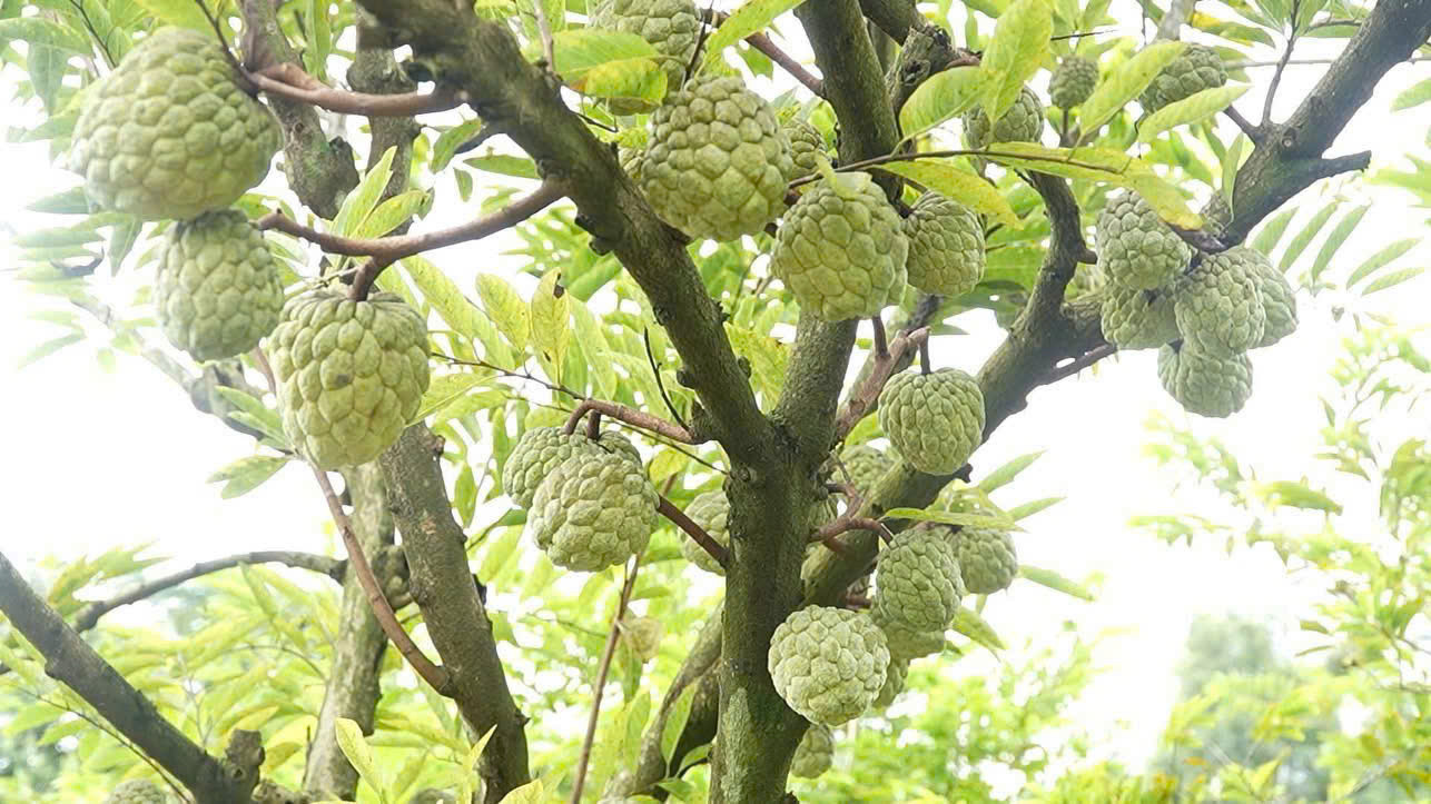 Cây na sai trĩu quả cho năng suất cao tại mô hình trồng na ở thôn Quyết Tâm.
