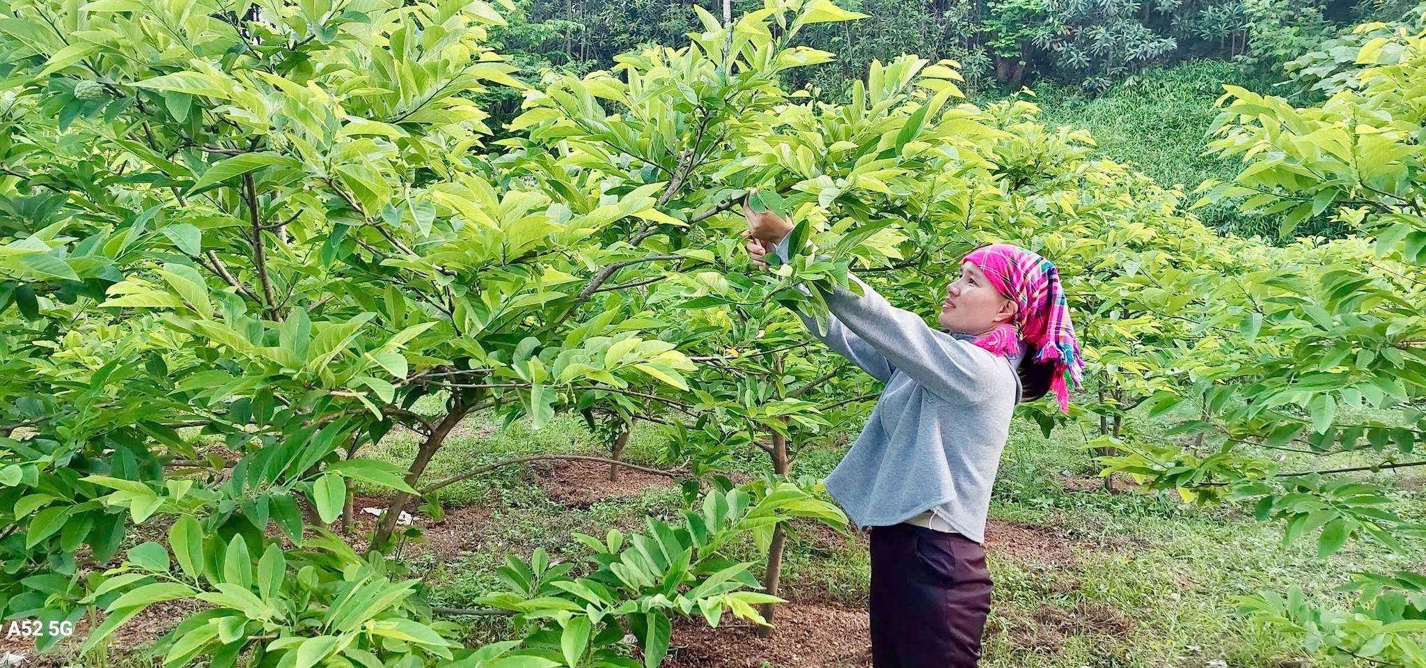 Chị Đoàn Thị Dung trong vườn na của gia đình