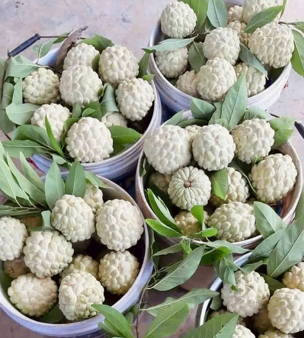Sản phẩm na tươi ngon của gia đình chị Dung, thôn Quyết Tâm sau khi thu hoạch.