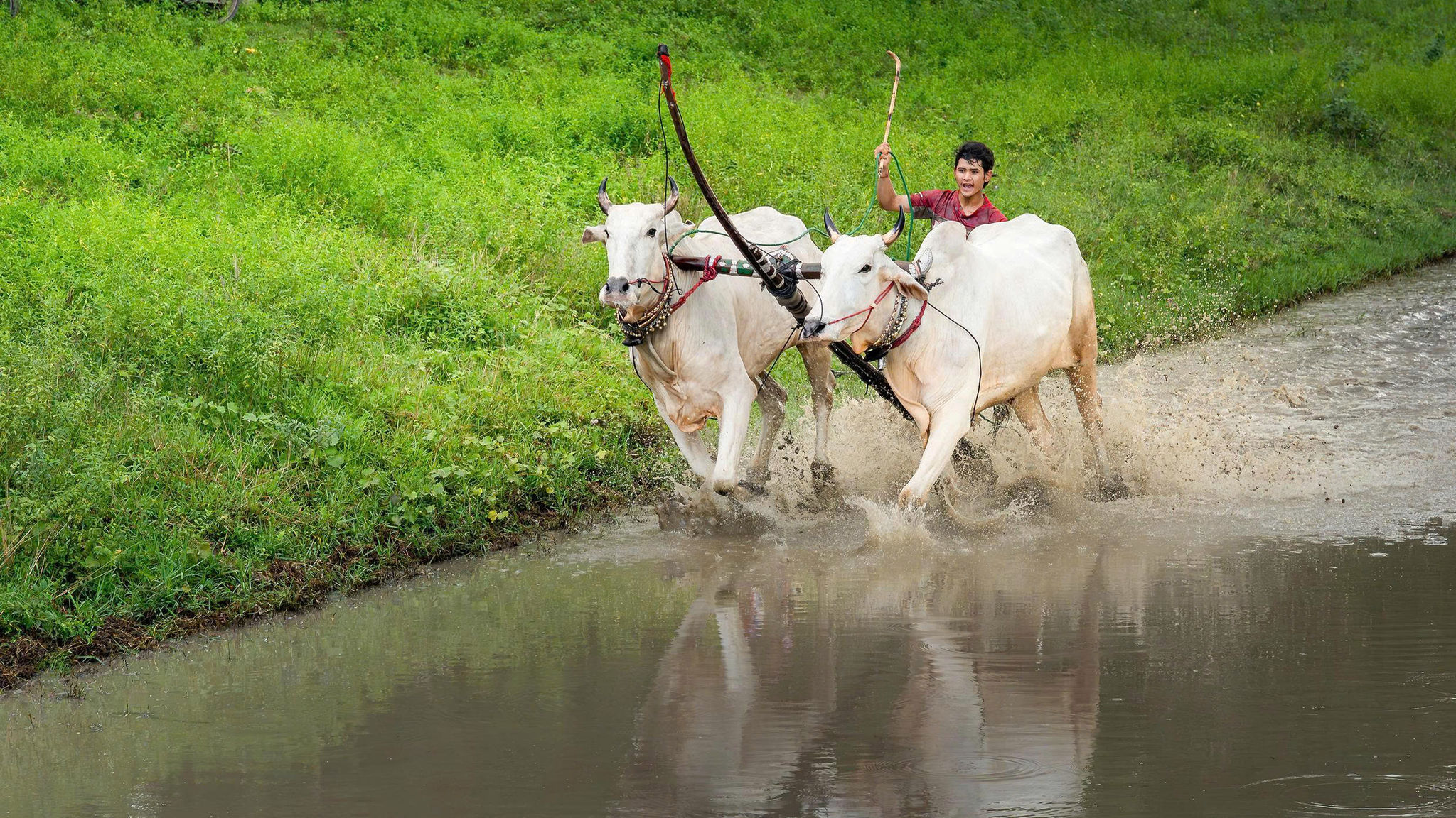 Chàng trai Khmer nối tiếp đam mê trên đường đua bò Bảy Núi 