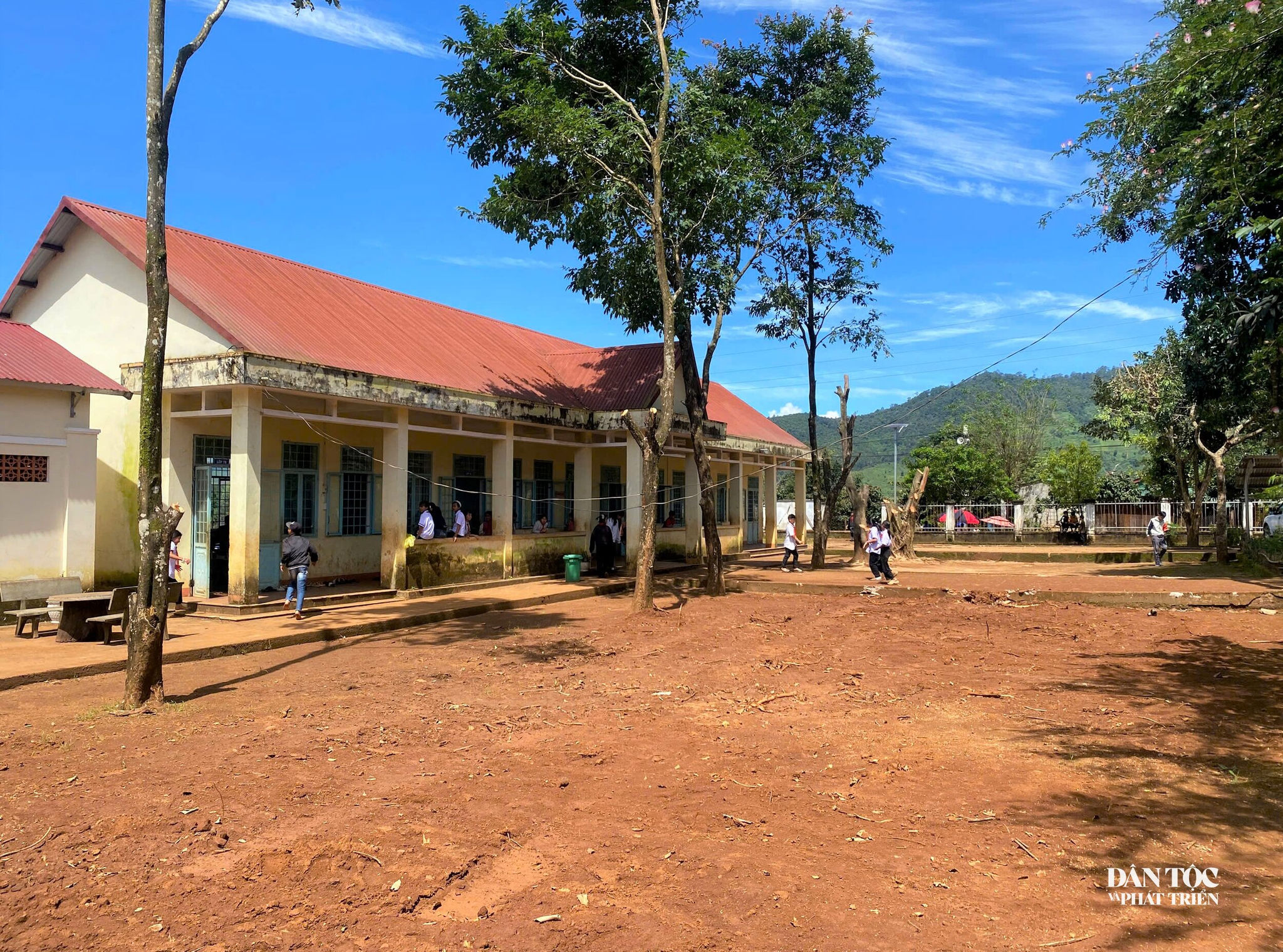vị trí đào gốc cây