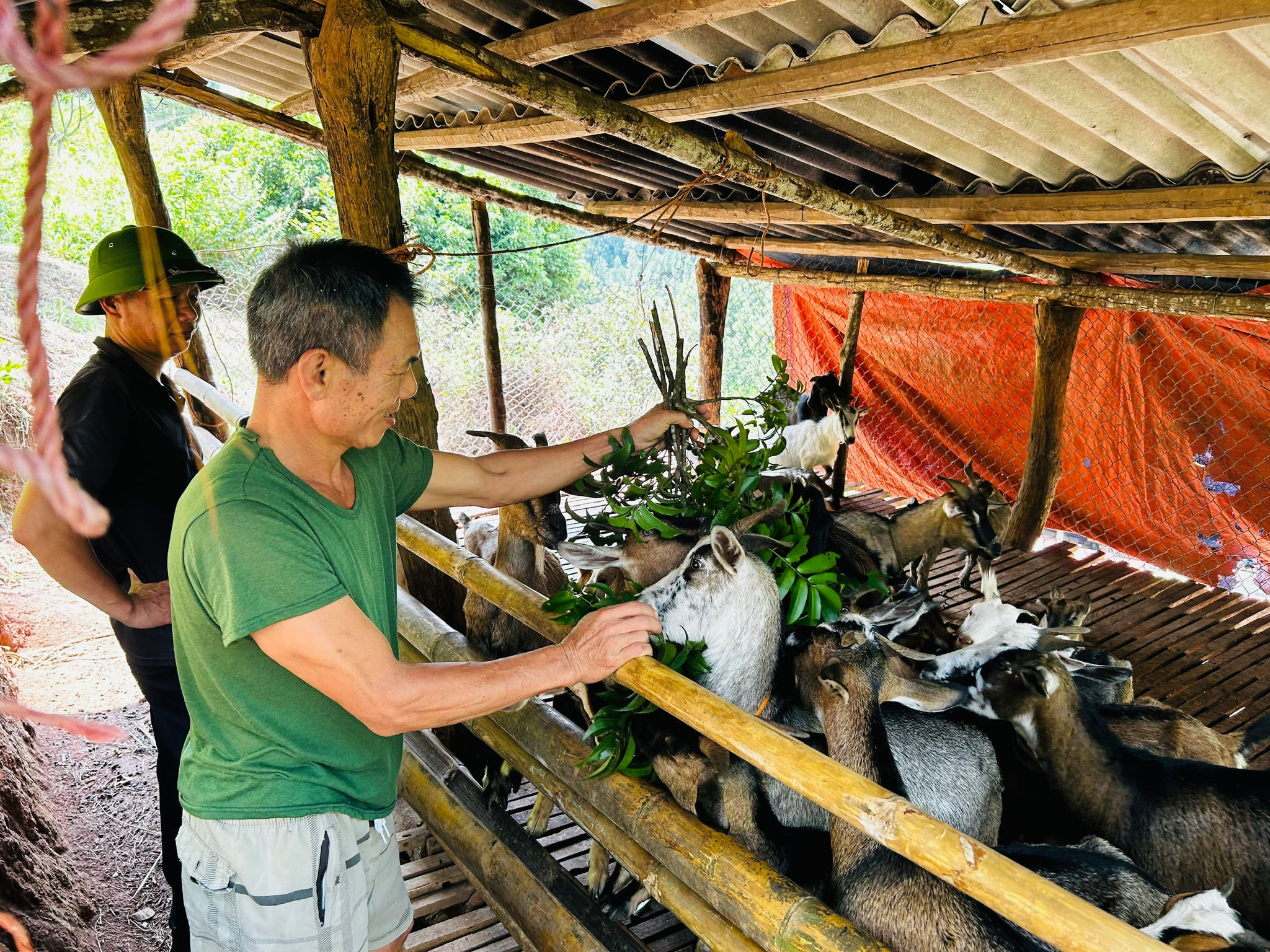 Mô hình chăn nuôi dê được đầu tư từ nguồn vốn Chương trình MTQG 1719 đã mang lại hiệu quả kinh tế
