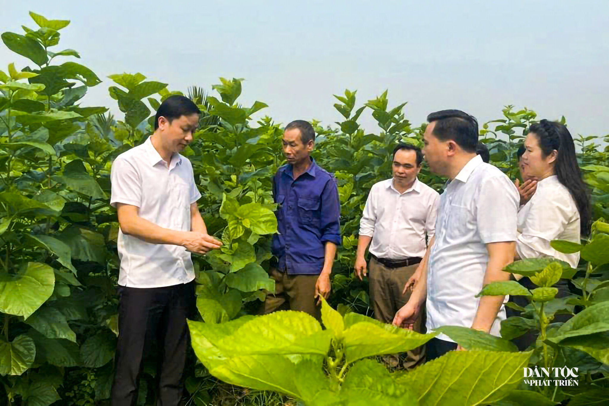 Ông Đỗ Minh Huấn – Phó Chủ tịch Hội Nông dân tỉnh Lào Cai (ngoài cùng bên trái) kiểm tra chất lượng lá dâu tằm tại thôn Tân Văn, xã Bảo Hà