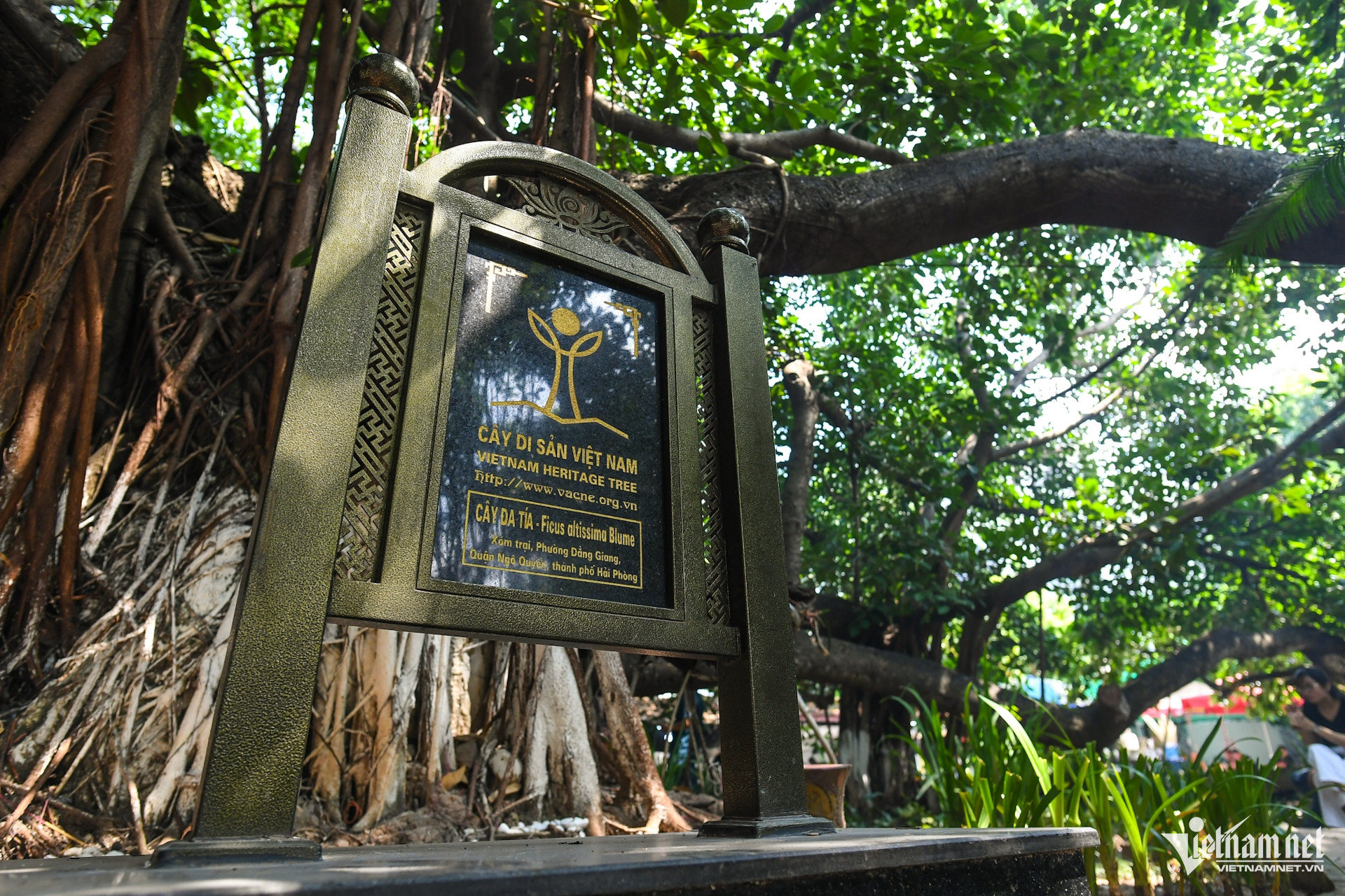 W-cay da 13 goc chua phat giao hai phong (12).JPG.jpg