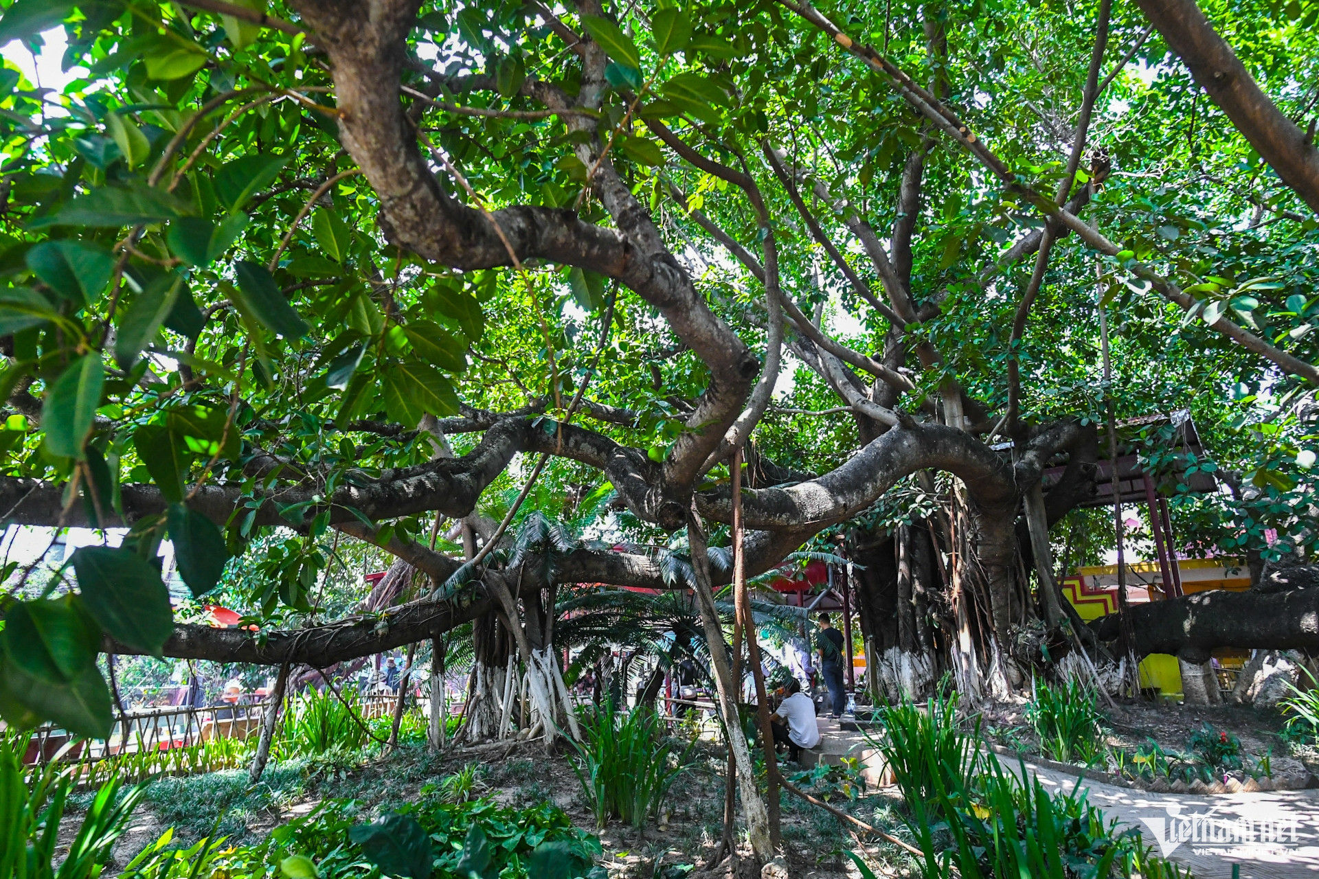 W-cay da 13 goc chua phat giao hai phong (13).JPG.jpg