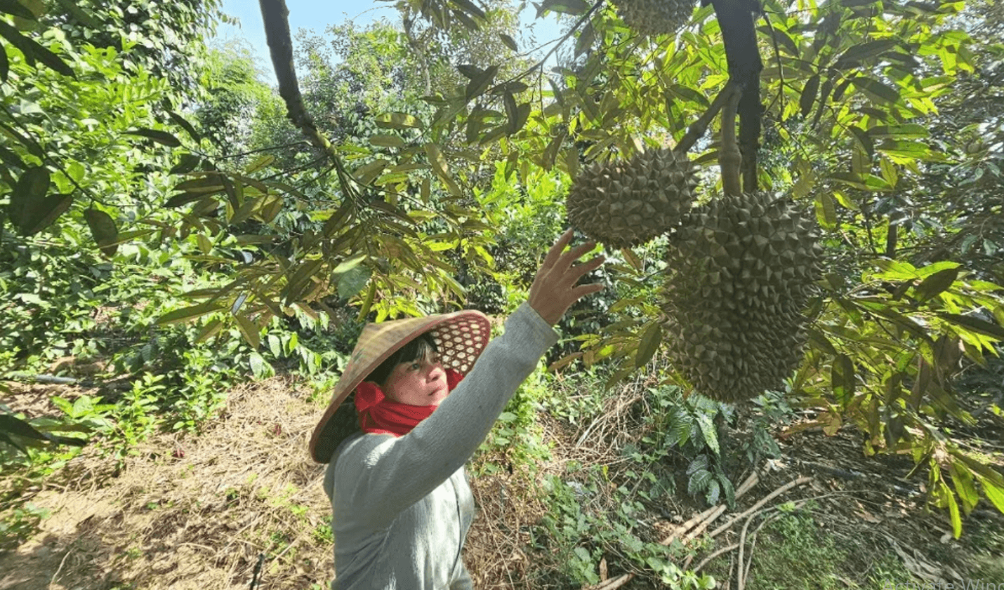 Tây Khánh Sơn 1