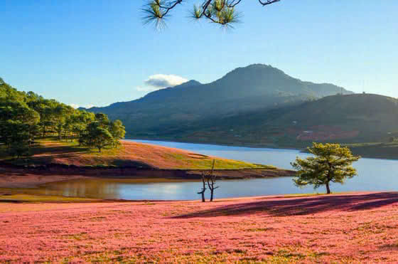 Đồi cỏ hồng, điểm đến hấp dẫn ở Lang Biang tháng 11. ảnh: Vietnam.vn