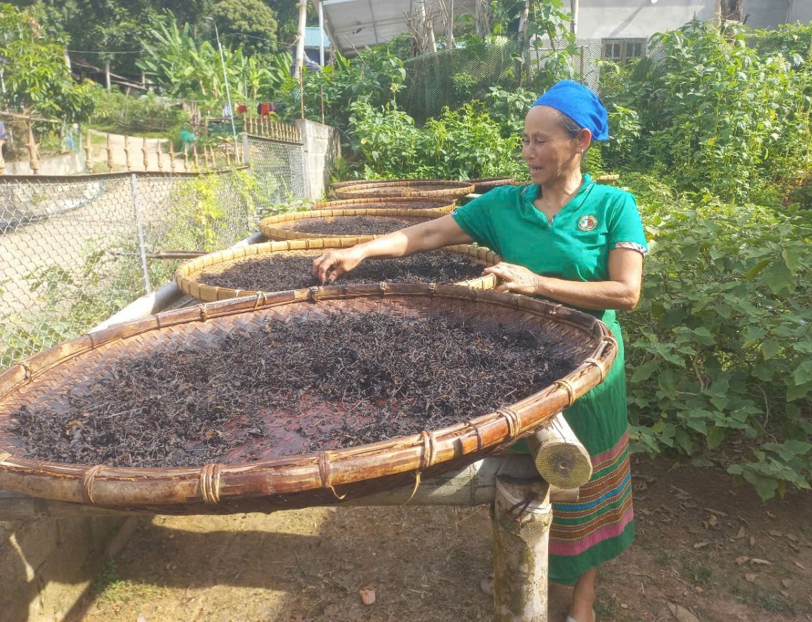 Búp chè sau khi hái được làm héo tự nhiên hoặc mang ra phơi