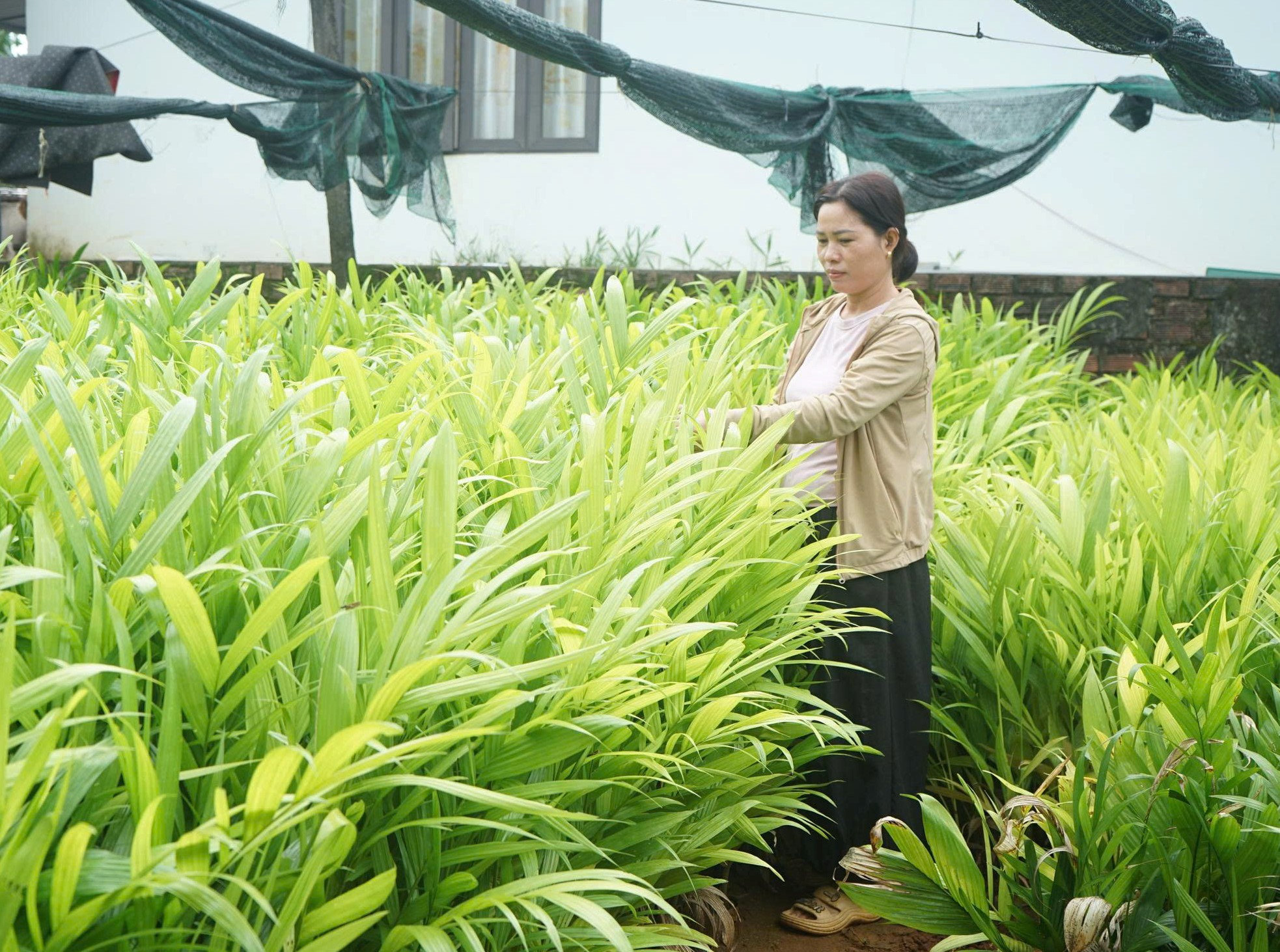 Chị Hồ Thị Vân phát triển kinh tế với vườn ươm cau giống và trồng cau thương phẩm
