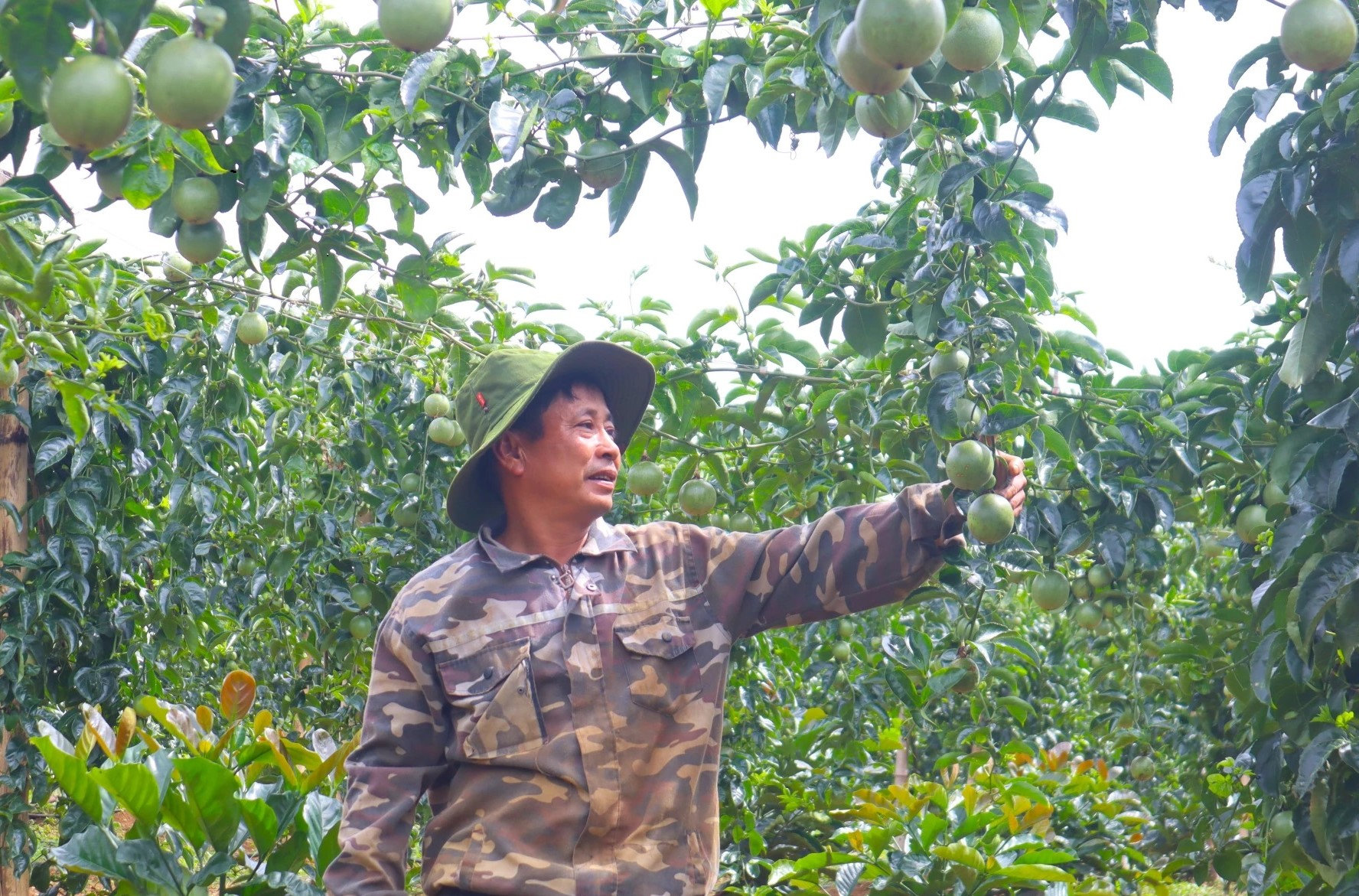 Mô hình trồng chanh dây của gia đình ông Nguyễn Văn Hạnh, thôn 5, xã Ea Riêng mang lại nguồn thu nhập cao