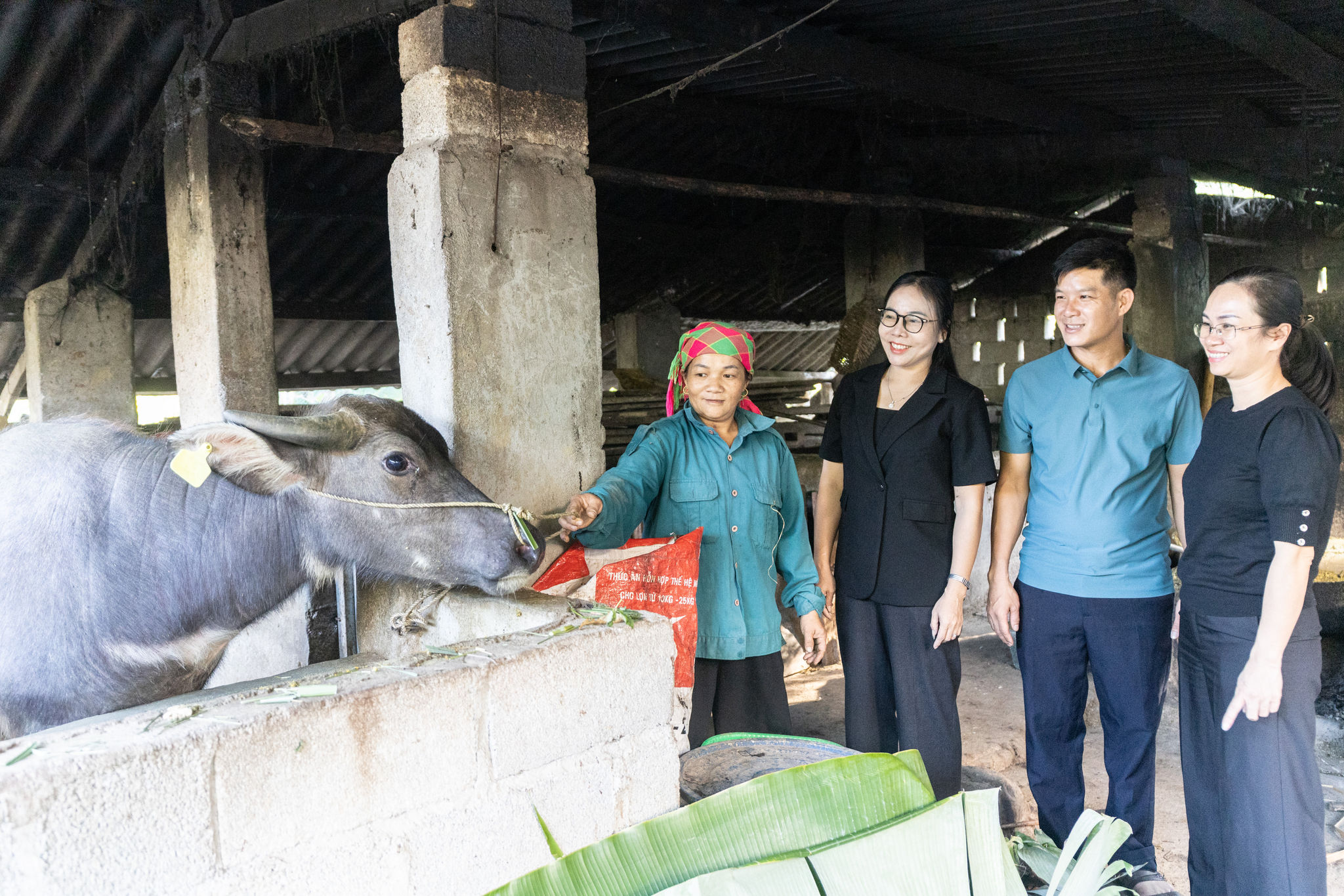 Vốn hỗ trợ thành đàn bò sinh sản, nhiều hộ nghèo Yên Minh đổi thay cuộc sống