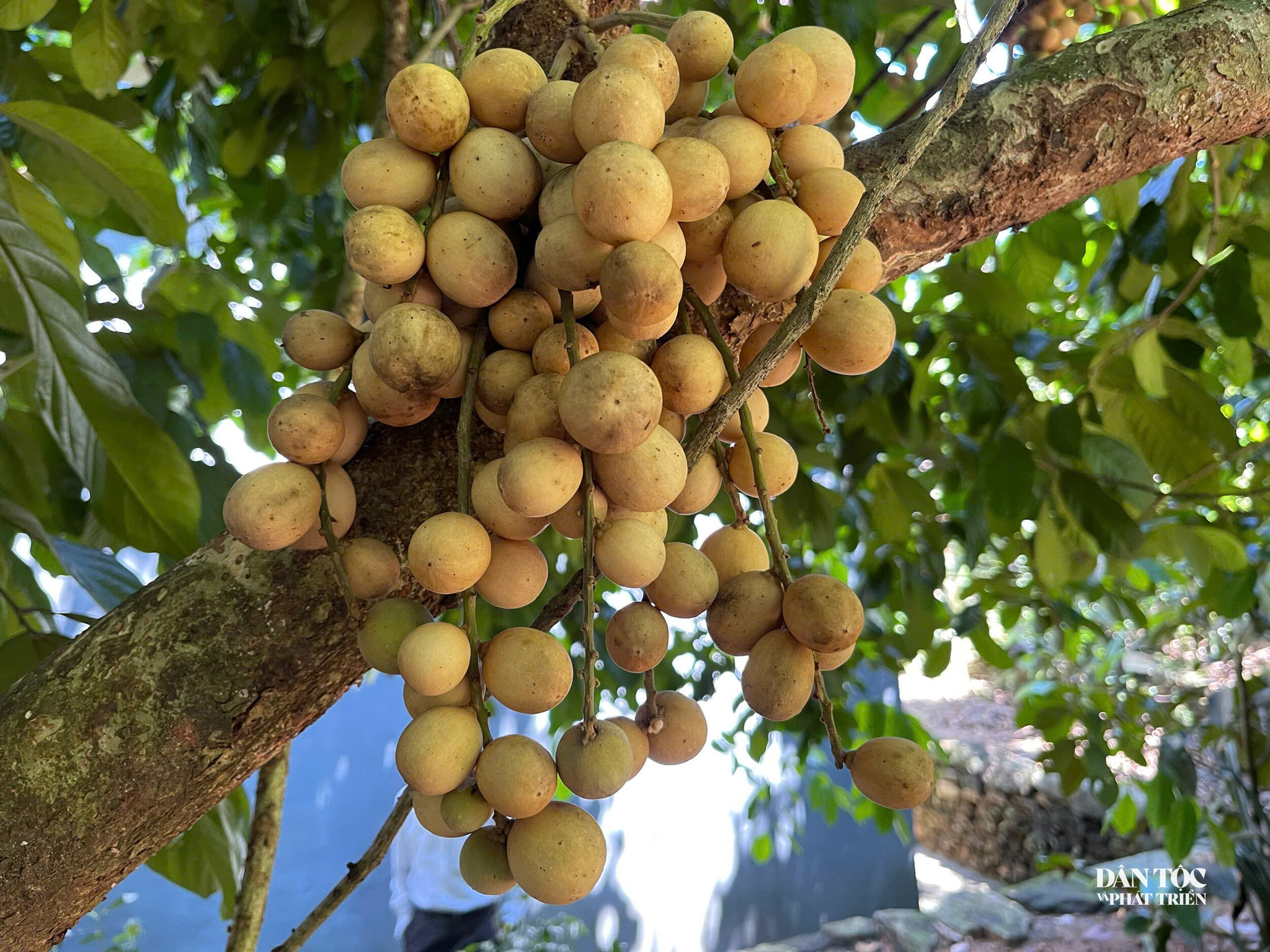 bòn bon 6
