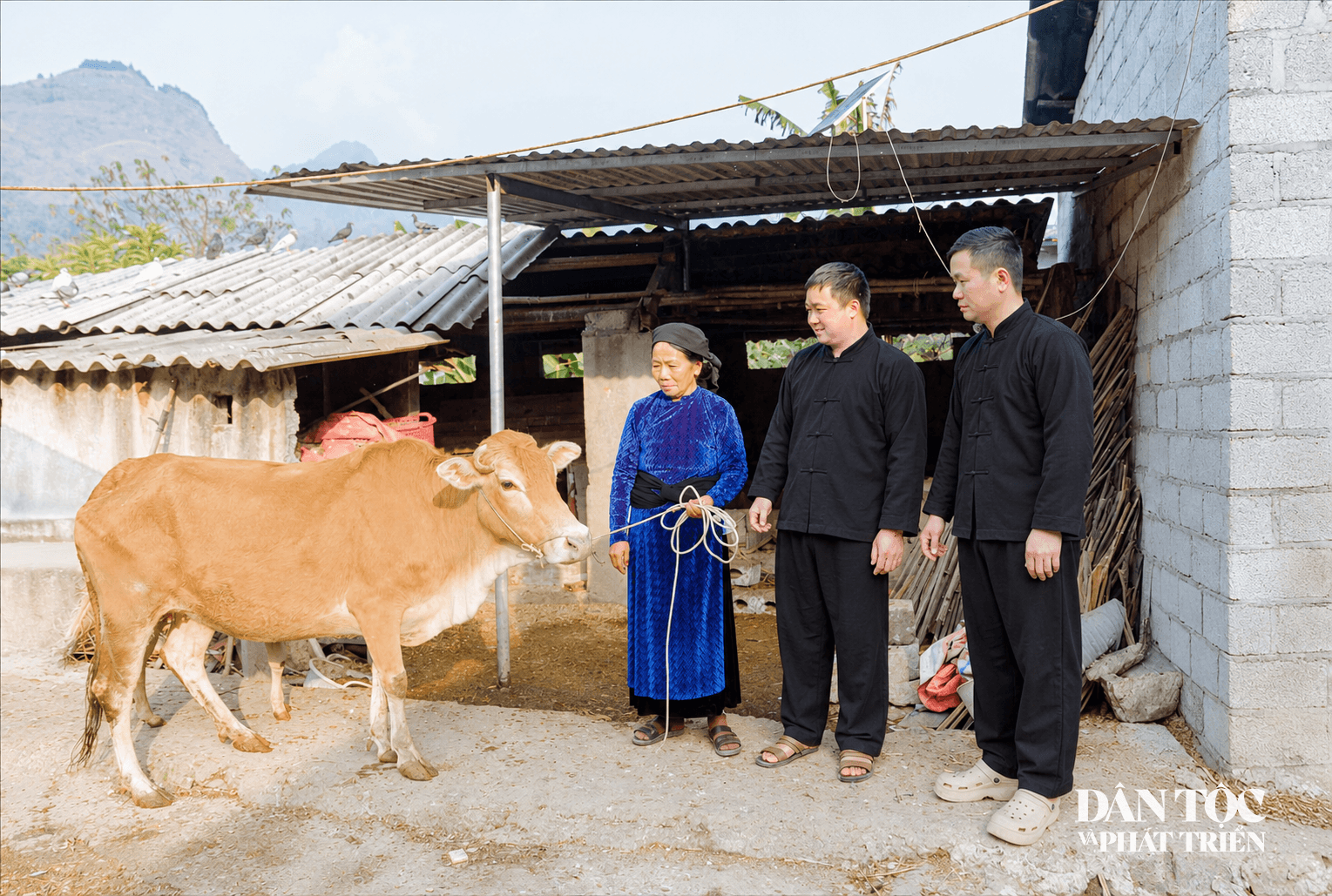 Sân làng miền núi cùng đàn gia súc