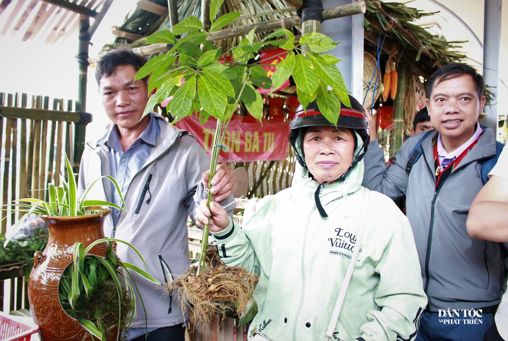 sâm ngọc linh