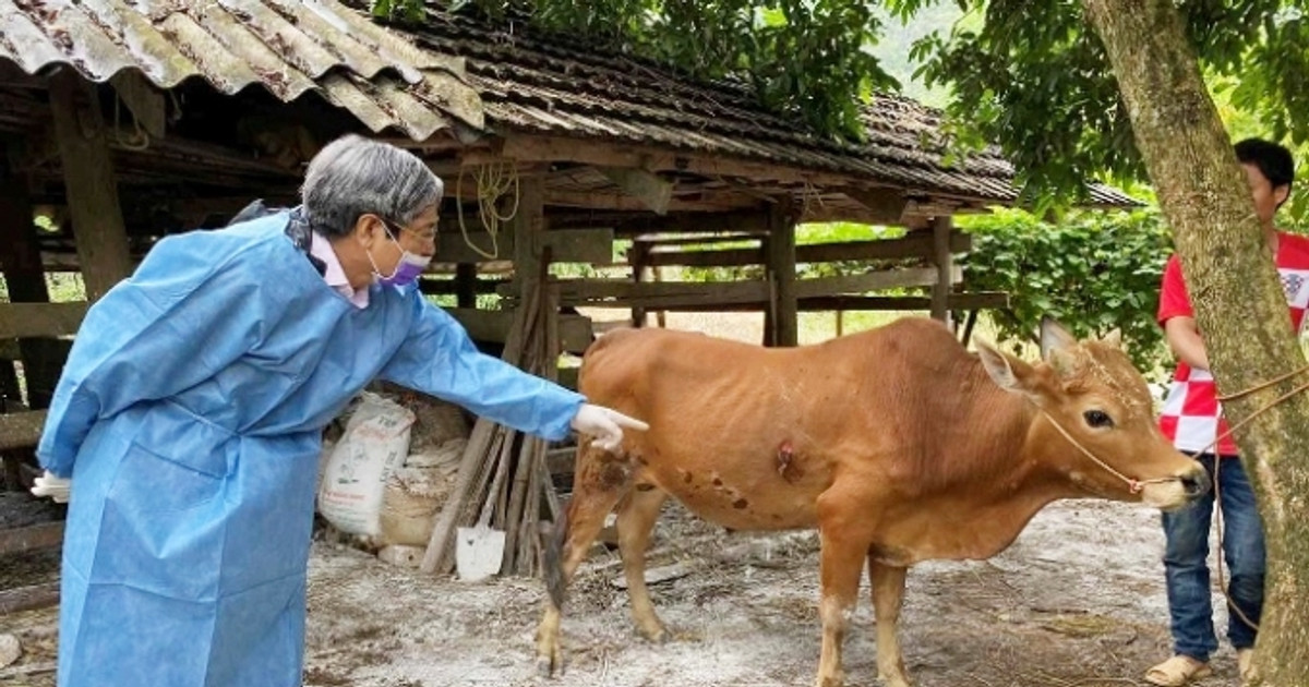 Bắc Hà tiêm gần 5.000 liều vắc xin phòng dịch bệnh viêm da nổi cục ...