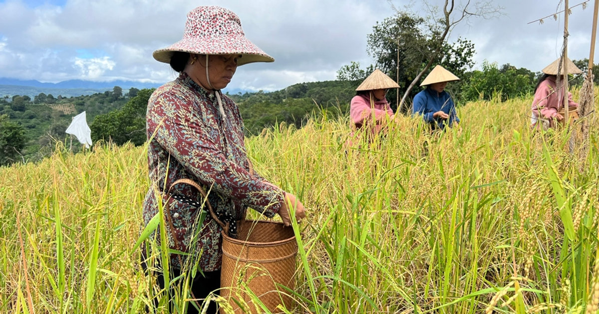 Đồng bào Cơ Ho giữ gìn hạt lúa mẹ