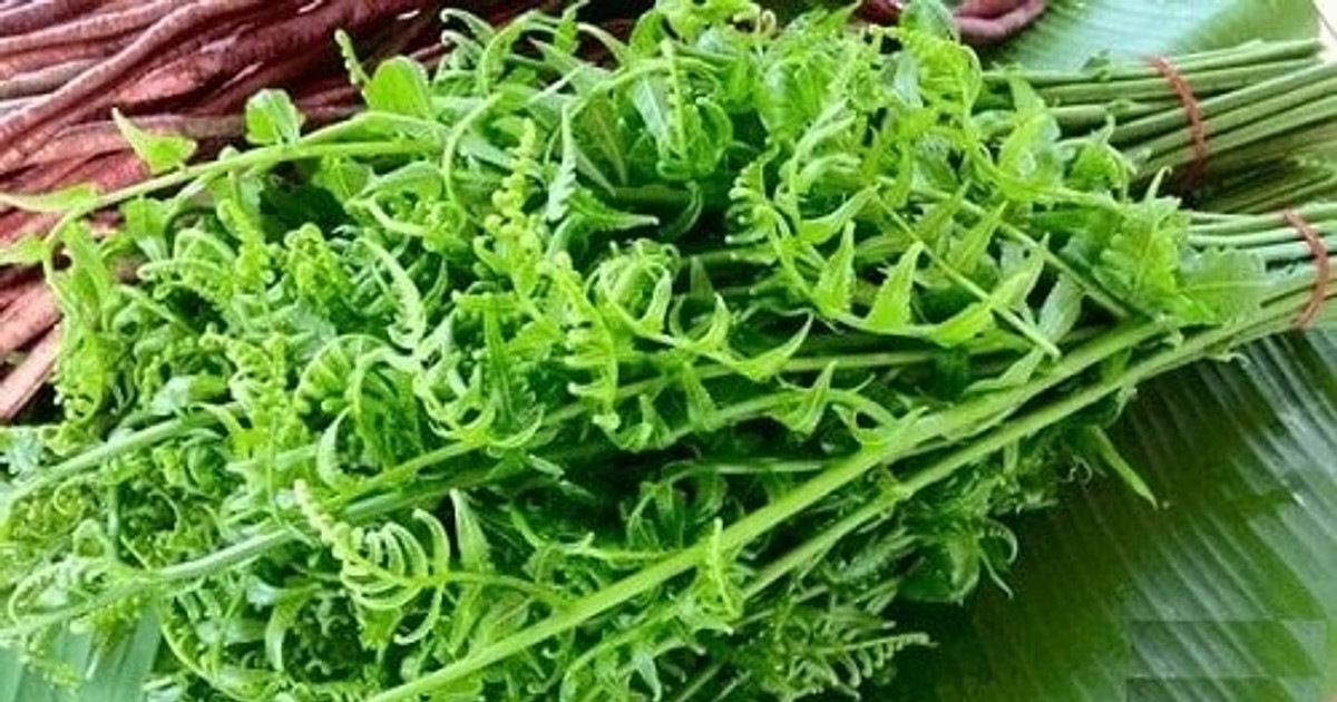 Công dụng chữa bệnh từ cây rau dớn
