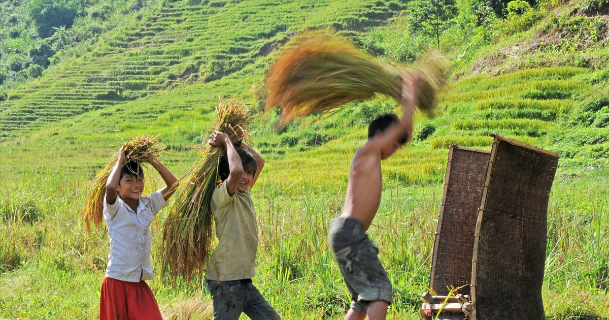 Mùa vàng trên dãy Ngọc Linh