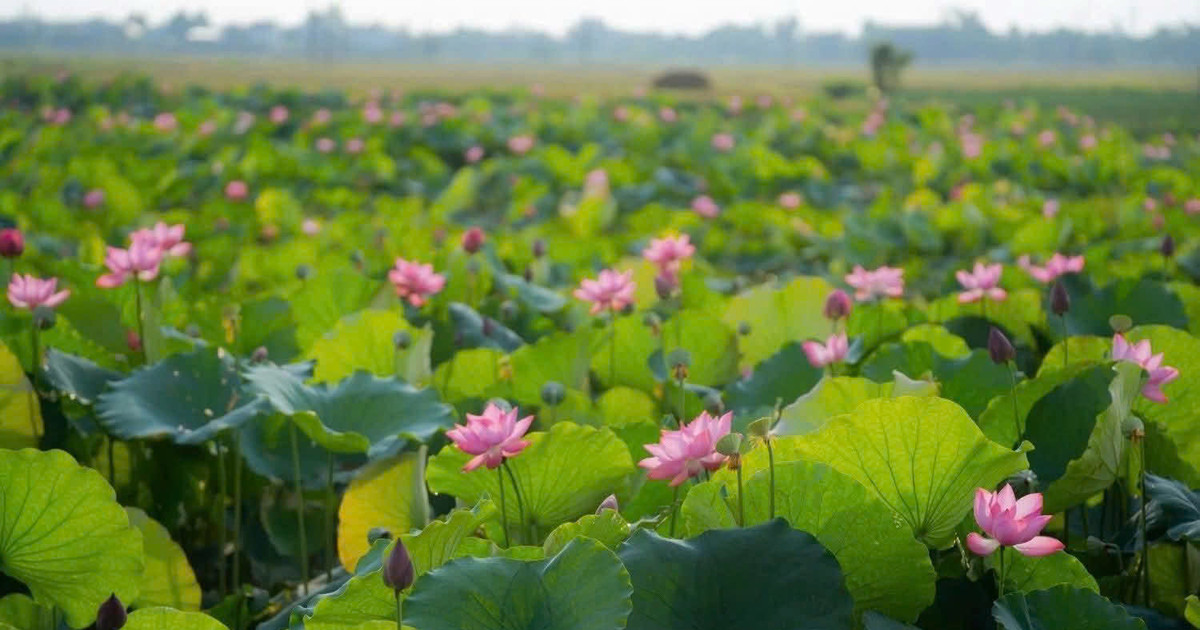 Trải nghiệm các sản phẩm truyền thống làm từ sen Huế