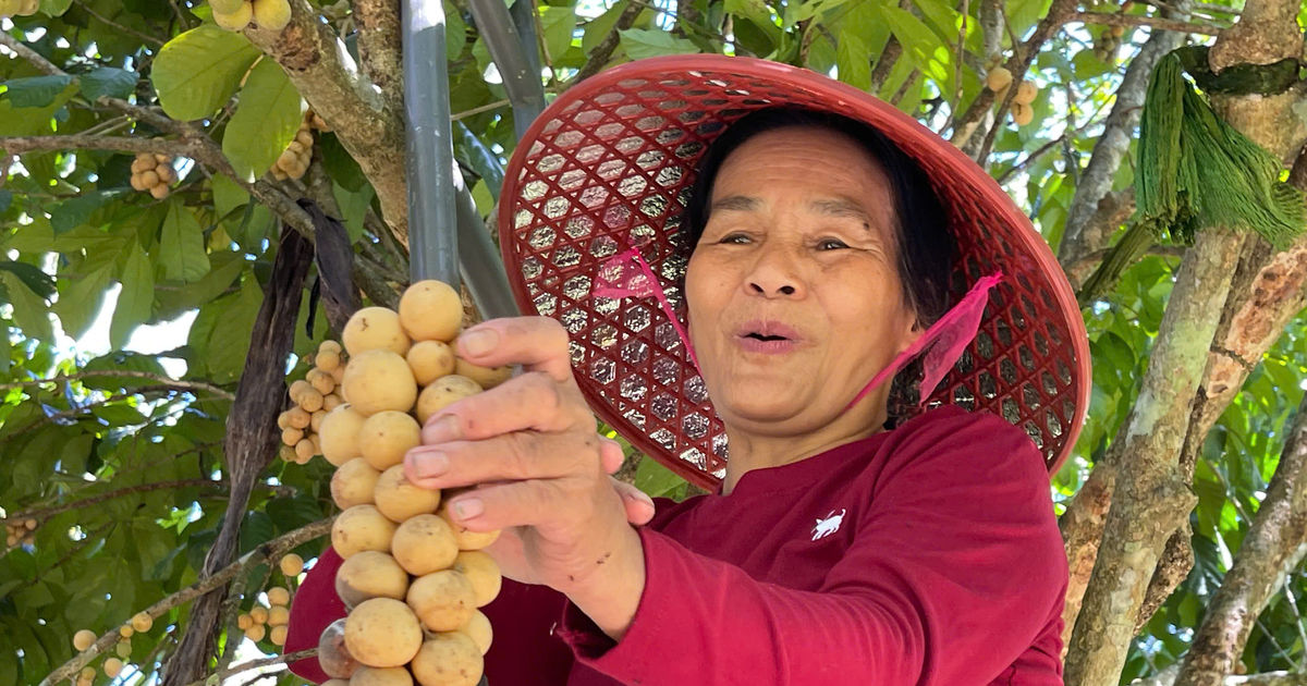 Về làng cổ thưởng thức trái bòn bon