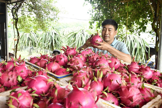 Con đường riêng của tỷ phú thanh long