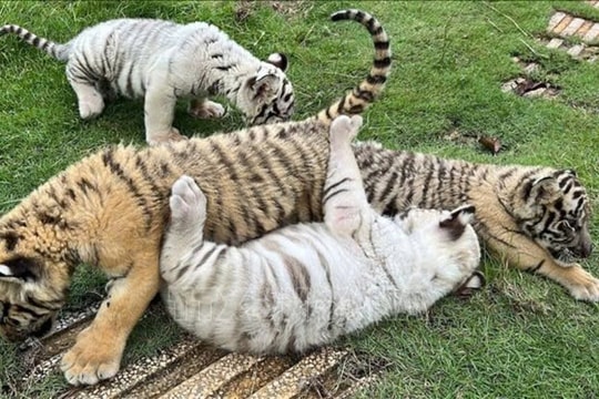 Xác định ban đầu nguyên nhân hổ nuôi ở 2 vườn thú tại Đồng Nai và Long An bị chết hàng loạt