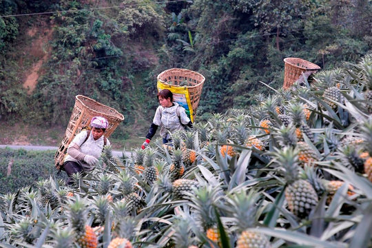 Nhận diện thực trạng kinh tế - xã hội theo điều tra phiếu xã: Thúc đẩy hoạt động chế biến nông, lâm sản (Bài 5)
