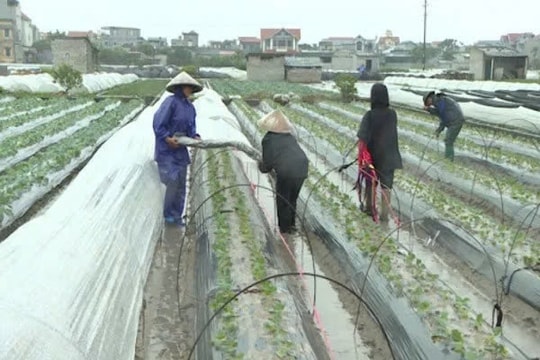 Diễn biến gió mùa Đông Bắc, các địa phương chủ động ứng phó với không khí lạnh