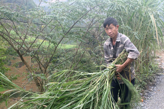 Bắc Hà: Chủ động phòng chống đói, rét cho đàn gia súc trong những ngày rét đậm, rét hại