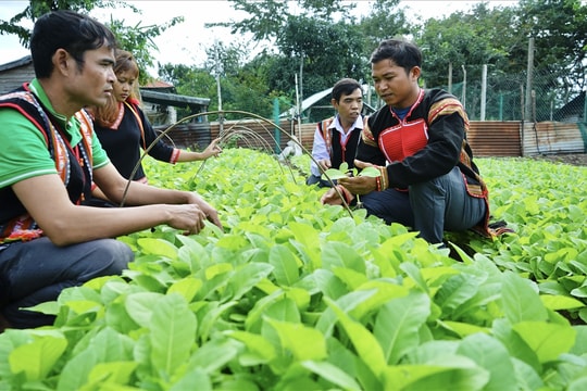 Gặp thanh niên người Gia Rai khởi nghiệp thành công ở vùng đất "chảo lửa"