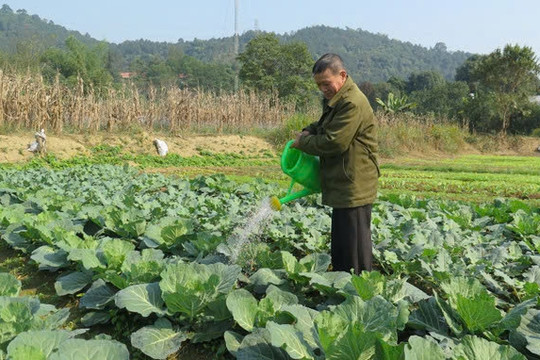 Lào Cai: Nông dân chủ động chống rét cho cây trồng phục vụ thị trường Tết