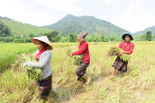 Hương sắc đạt ngàn
